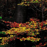 Осень 14 :: Алексей Кузнецов