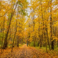 В осеннем парке... :: Владимир Жданов