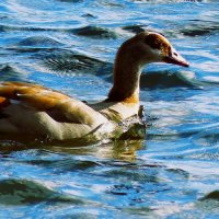 Из жизни птиц( серия) :: Владимир Манкер