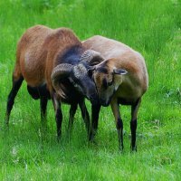 Из жизни животных(серия) :: Владимир Манкер