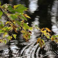 Куст у воды :: sorovey Sol