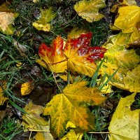 ***умытые дождем*** :: Olga Oskolkova