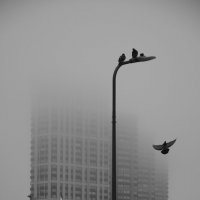 Полёт птицы в тумане :: Мария Яковлева