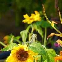 *** :: Виталий Бенгард