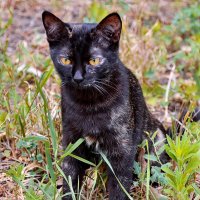 ... :: Светлана Ищенко