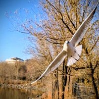 Чайка.Семья. :: Георгиевич 