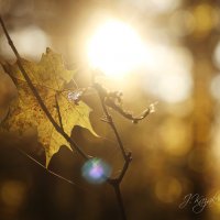 *** :: Елена Kазак (selena1965)