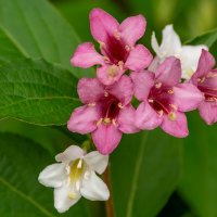 Вейгела :: Игорь Сикорский Вейгела :: Игорь Сикорский