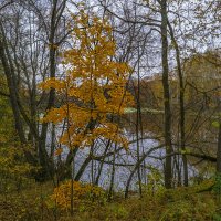 У лесного пруда :: Сергей Цветков У лесного пруда :: Сергей Цветков