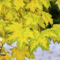 Осенний клён :: Валерий Иванович