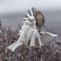 из жизни воробьев.белый воробей. :: юрий макаров из жизни воробьев.белый воробей. :: юрий макаров