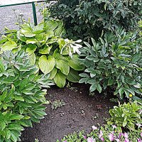 Цветы. :: Владимир Драгунский Цветы. :: Владимир Драгунский