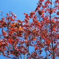 про апрель :: Елена Шаламова