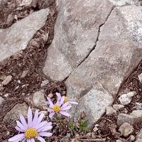 И на камнях растут цветы :: Елена Семигина