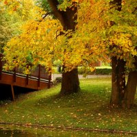 Осень золотая :: Юрий. Шмаков