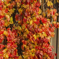 Девичий виноград. :: Петр Беляков