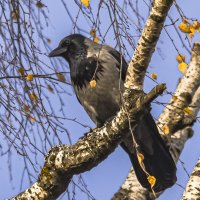 Контроль местности. :: Петр Беляков