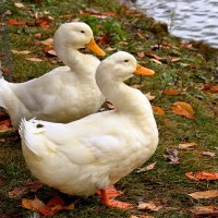 Наблюдатели. :: Татьяна Помогалова Наблюдатели. :: Татьяна Помогалова