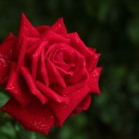 Красные прекрасные... :: Светлана 