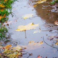 ___ :: Галина Ложечникова