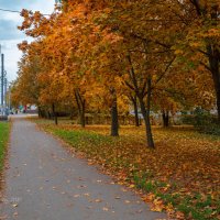 Осенние деревья на улице города :: Александр Синдерёв
