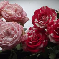 Букет роз :: Freddy 97