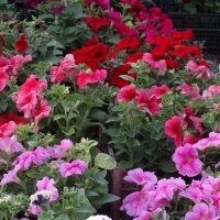 *** :: СЕРГЕЙ ФИЛОЧКИН