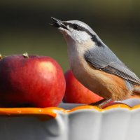 ПОПОЛЗЕНЬ. :: DianaVladimirovna 