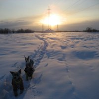 Зима :: Anna Ivanova Зима :: Anna Ivanova