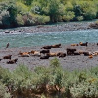 «Деревенские будни» :: Юсиф Саркаров