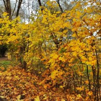 Не забыта золотая осень... :: veilins veilins