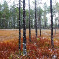 Болото, окраина :: Сергей Никифоров