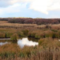 Камыши :: Сергей Никифоров