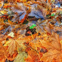 Просто красивая осень. :: Станислав Мутовин