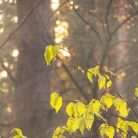 - :: Татьяна Венцель