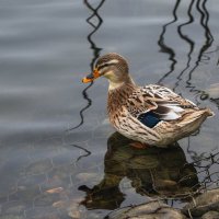 Уточка. :: Виктор Евстратов