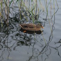 Уточка. :: Виктор Евстратов