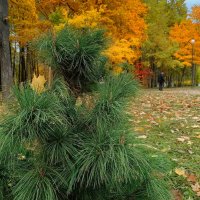 Октябрь в парке :: Мария Васильева Октябрь в парке :: Мария Васильева