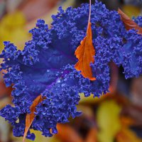 Краски осени :: Наталья Rosenwasser