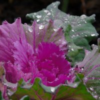 Осеннее :: Наталья Rosenwasser Осеннее :: Наталья Rosenwasser