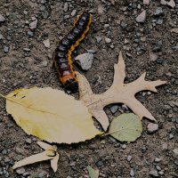 Осенняя пора(серия) :: Владимир Манкер Осенняя пора(серия) :: Владимир Манкер