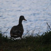 *** :: Наталья Герасимова