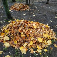 Золотая осень уложенная в кучки :: Андрей Лукьянов