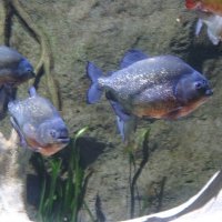 Пиранья Наттерера :: Лидия Бусурина