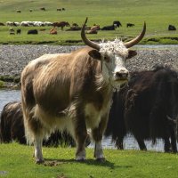 Бычара..... :: Galina Бычара..... :: Galina