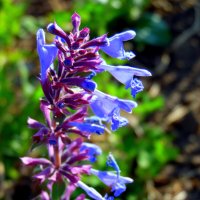 Цветочки полевые. :: nadyasilyuk Вознюк