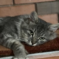 Очаровашка :: Натали Королева