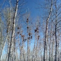 Весна. :: Георгиевич Весна. :: Георгиевич