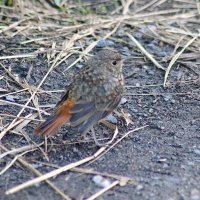 Горихвостка - чернушка :: Любовь Сахарова