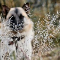 Пёс первых заморозков :: Сергей Шаврин